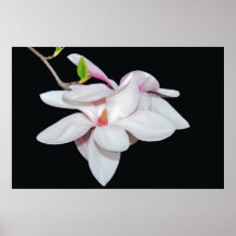 Magnolia blanca