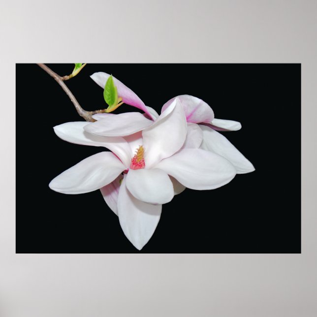Póster Magnolia blanca (Frente)
