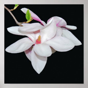 Póster Magnolia blanca