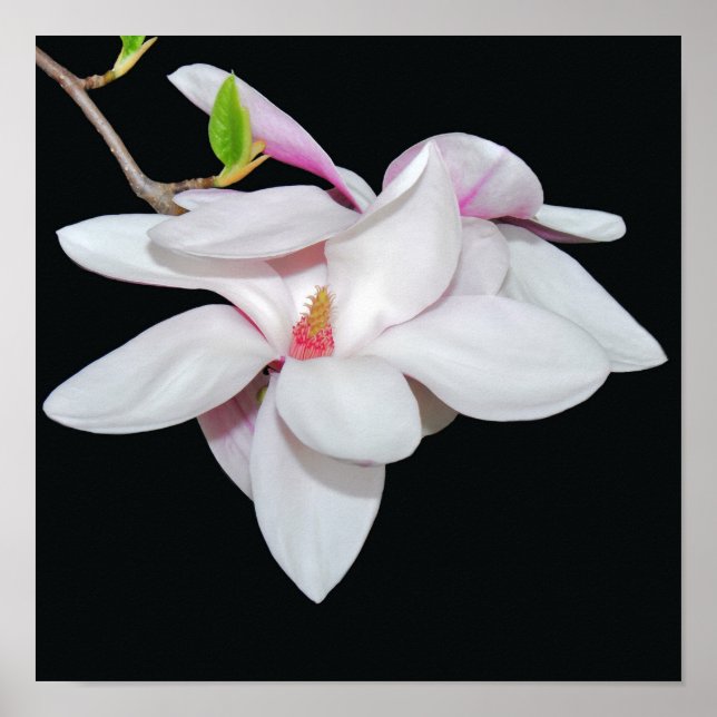 Póster Magnolia blanca (Frente)