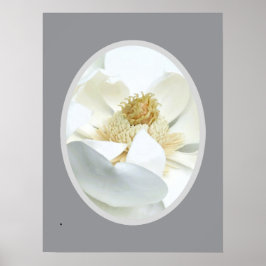 Póster Magnolia Blanca