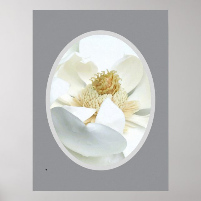 Póster                          Magnolia Blanca           (Frente)