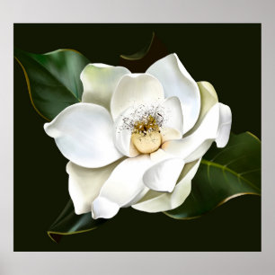 Póster Magnolia blanca cierra fondo verde