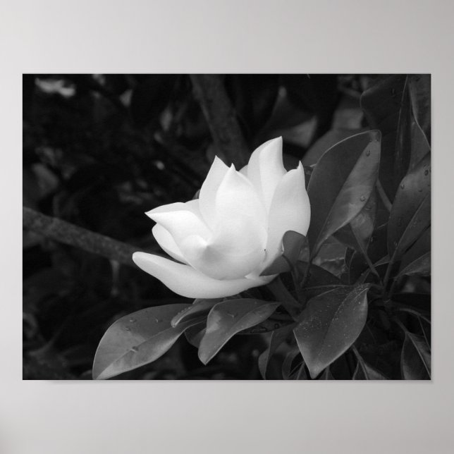 Póster Magnolia Bloom (Frente)