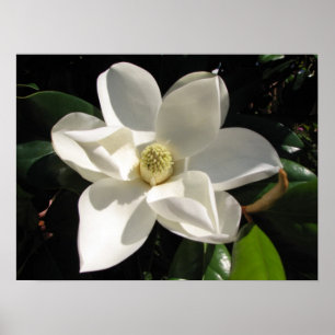 Póster Magnolia Bloom