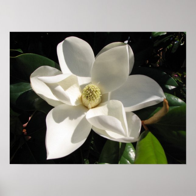 Póster Magnolia Bloom (Frente)