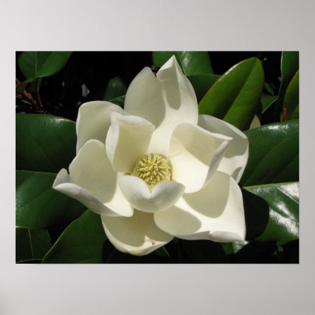 Póster Magnolia Bloom (Frente)