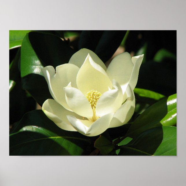 Póster Magnolia Bloom (Frente)