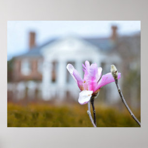 Póster Magnolia Bloom en Boone Hall, Carolina del Sur