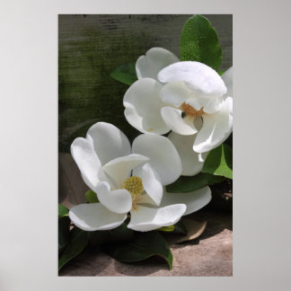 Póster Magnolia Blooms Poster -24x36 -otros tamaños tambi