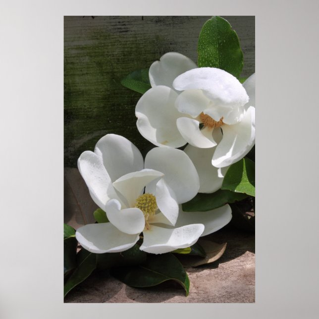 Póster Magnolia Blooms Poster -24x36 -otros tamaños tambi (Frente)