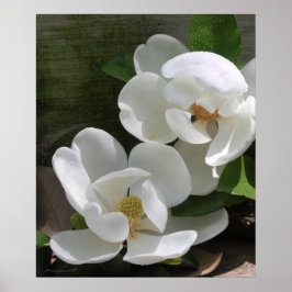 Póster Magnolia Blooms Print -20x24 -otros tamaños tambié