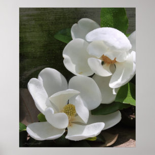 Póster Magnolia Blooms Print -20x24 -otros tamaños tambié
