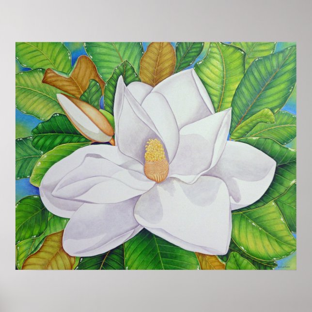 Póster Magnolia Blossom (Frente)