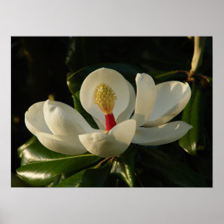 Póster Magnolia Blossom