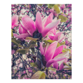 Póster Magnolia Blossoms