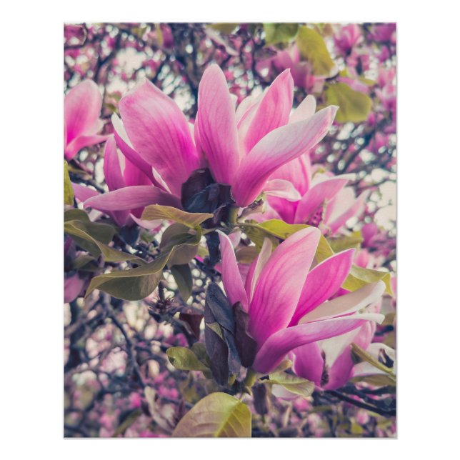 Póster Magnolia Blossoms (Anverso)