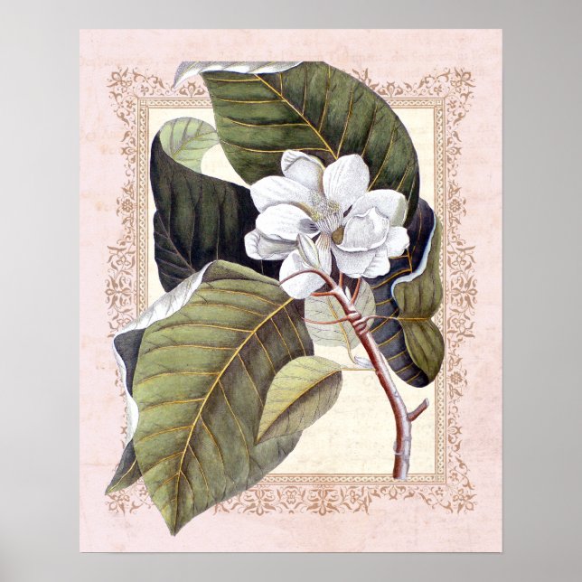 Póster Magnolia Botánica Vintage de Southern Elegance (Frente)