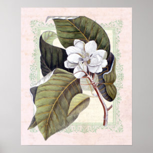 Póster Magnolia Botánica Vintage de Southern Elegance