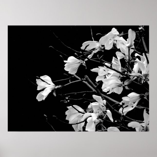Póster Magnolia Branches Art (Frente)