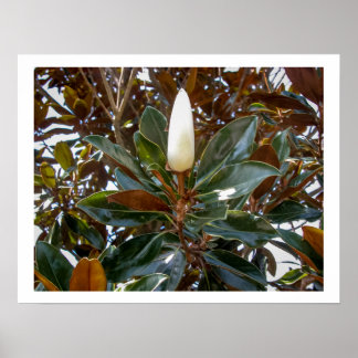 Póster Magnolia Bud