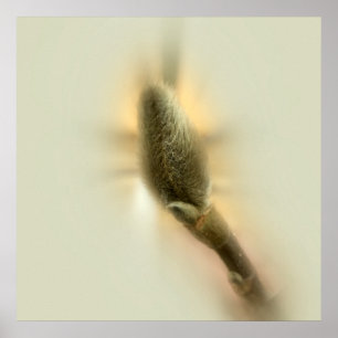 Póster magnolia bud