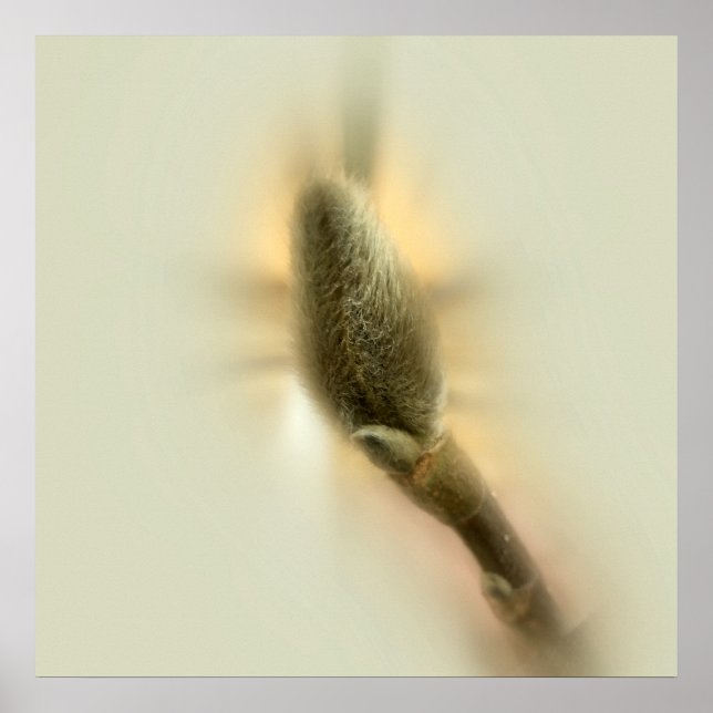 Póster magnolia bud (Frente)