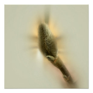Póster magnolia bud