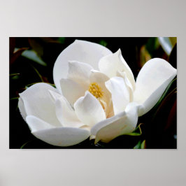 Póster Magnolia Bull Bay