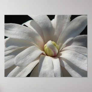Póster Magnolia Centenario Bloom