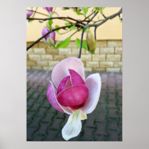 Póster magnolia de colores pastel