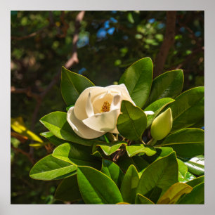 Póster Magnolia de Corfú