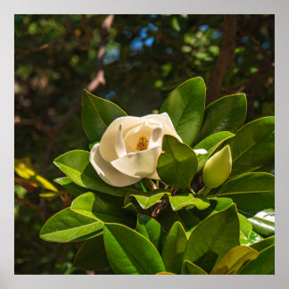 Póster Magnolia de Corfú