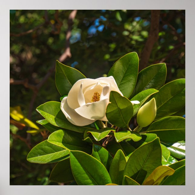 Póster Magnolia de Corfú (Frente)