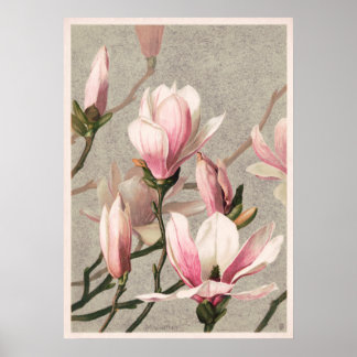 Póster Magnolia de L. Prang
