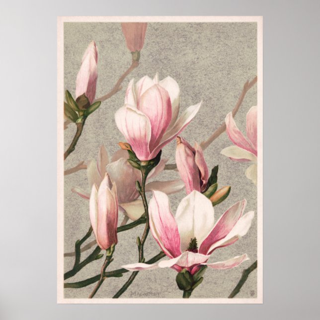 Póster Magnolia de L. Prang (Frente)