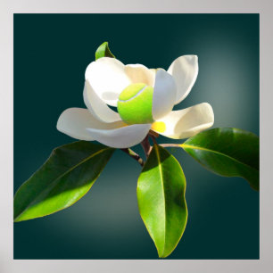 Póster Magnolia del tenis, tenis