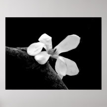 Magnolia elegante en blanco y negro
