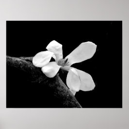 Póster Magnolia elegante en blanco y negro