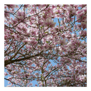Póster Magnolia en abril