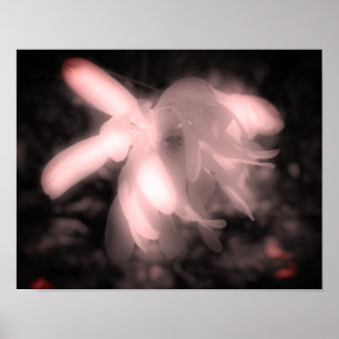 Póster Magnolia Flor Negro Y Blanco Alto Contraste