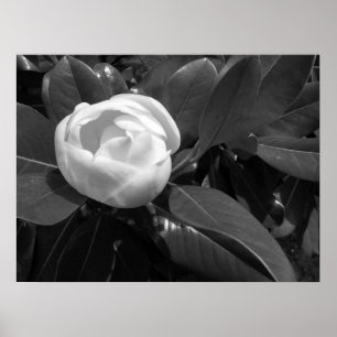 Póster Magnolia florece en blanco y negro