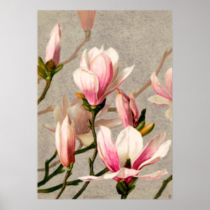 Póster Magnolia florece por L. Prang & Co.