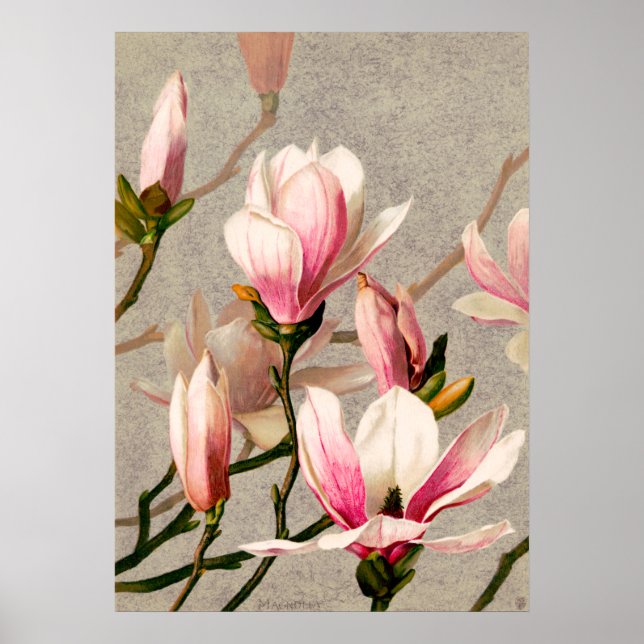 Póster Magnolia florece por L. Prang & Co. (Frente)