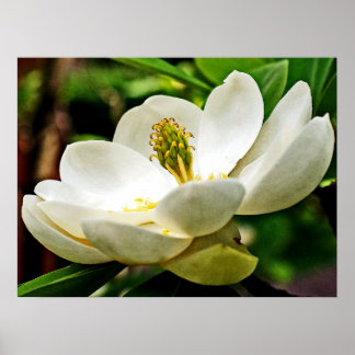 Póster Magnolia Flower Close