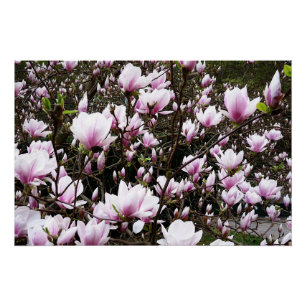 Póster Magnolia Garden