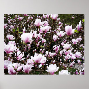 Póster Magnolia Garden
