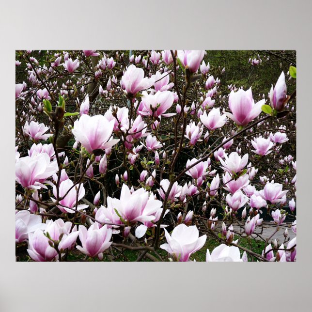 Póster Magnolia Garden (Frente)