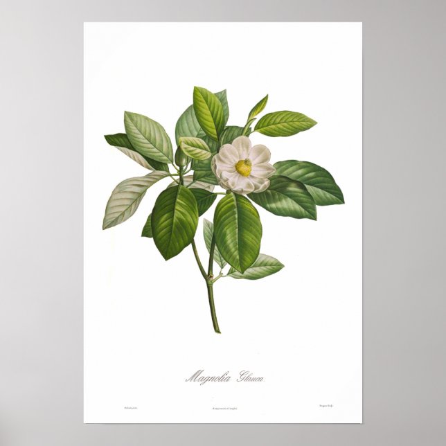 Póster Magnolia glauca (Frente)