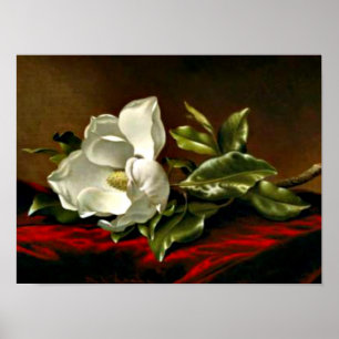 Póster Magnolia Grandiflora-1895,_Martin Johnson Heade